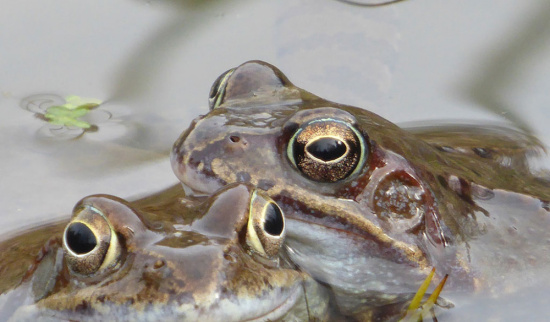 Grasfrösche Foto: Holger Lueg