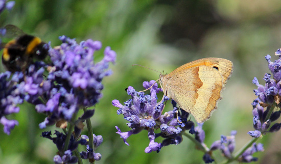 Großes Ochsenauge an Lavendel. Foto: Ina Ebert