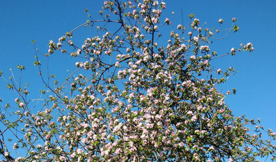 Goldparmäne am 21. April 2019 Foto: Catrin Just